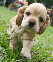 dog training dallas, plano in home dog training, personal dog training mckinney, professional dog training southlake, frisco house breaking dog, allen dog training