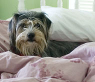 Brown Dog on a Bed