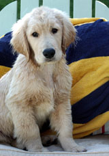 Puppy on a Bed