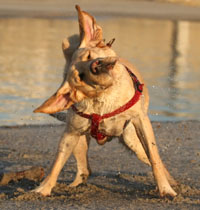 Dog on the Beach